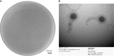 Isolation and Characterization of a New Phage Infecting Elizabethkingia anophelis and Evaluation of Its Therapeutic Efficacy in vitro and in vivo